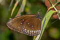 Common Indian Crow Euploea core godartii