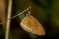 Common Indian Crow Euploea core graminifera