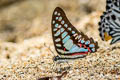 Common Jay Graphium doson evemonides