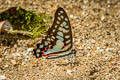 Common Jay Graphium doson evemonides