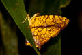 Common Jester Symbrenthia lilaea lilaea