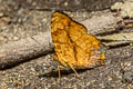 Common Jester Symbrenthia lilaea luciana