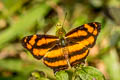 Common Jester Symbrenthia lilaea lilaea