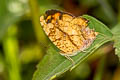 Common Jester Symbrenthia lilaea luciana