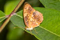 Common Leopard Phalanta phalantha phalantha