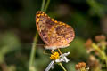 Common Leopard Phalanta phalantha phalantha