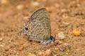 Common Lineblue Prosatus nora ardates