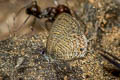 Common Lineblue Prosatus nora ardates