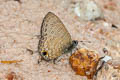 Common Lineblue Prosatus nora ardates