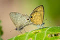 Common Lineblue Prosatus nora ardates