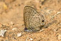 Common Lineblue Prosatus nora ardates