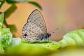 Common Lineblue Prosatus nora superdates