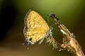 Common Lineblue Prosatus nora superdates