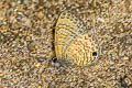 Common Lineblue Prosatus nora superdates