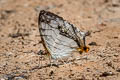 Common Map Cyrestis thyodamas thyodamas