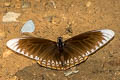 Common Mime Papilio clytia clytia