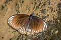 Common Mime Papilio clytia clytia