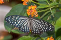 Common Mime Papilio clytia clytia