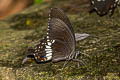 Common Mormon Papilio polytes romulus