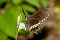 Common Mormon Papilio polytes romulus