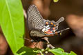 Common Mormon Papilio polytes romulus