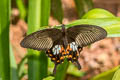 Common Mormon Papilio polytes romulus