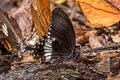 Common Mormon Papilio polytes romulus