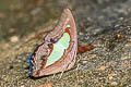 Common Nawab Polyura athamas athamas