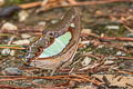 Common Nawab Polyura athamas athamas