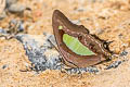 Common Nawab Polyura athamas athamas