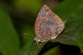 Common Oakblue Arhopala centaurus nakula (Centaur Oakblue)