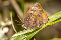 Common Oakblue Arhopala centaurus nakula (Centaur Oakblue)