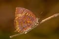 Common Oakblue Arhopala centaurus nakula (Centaur Oakblue)