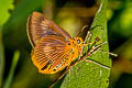 Common Orange Awlet Burara harisa harisa