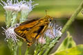 Common Palm Dart Telicota colon stinga