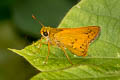 Common Palm Dart Telicota colon stinga