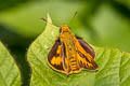 Common Palm Dart Telicota colon stinga