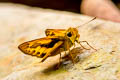 Common Palm Dart Telicota colon stinga