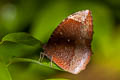 Common Palmfly Elymnias hypermnestra meridionalis