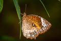 Common Palmfly Elymnias hypermnestra meridionalis