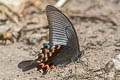 Common Peacock Papilio bianor stockleyi