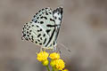 Common Pierrot Castalius rosimon rosimon