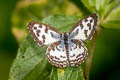 Common Pierrot Castalius rosimon rosimon