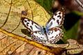 Common Pierrot Castalius rosimon rosimon