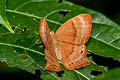 Common Plum Judy Abisara echerius paionea