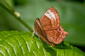 Common Plum Judy Abisara echerius paionea