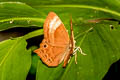 Common Plum Judy Abisara echerius paionea