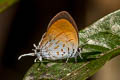 Common Posy Drupadia ravindra boisduvalii