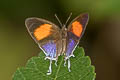 Common Posy Drupadia ravindra boisduvalii