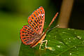 Common Punchinello Zemeros flegyas albipunctatus